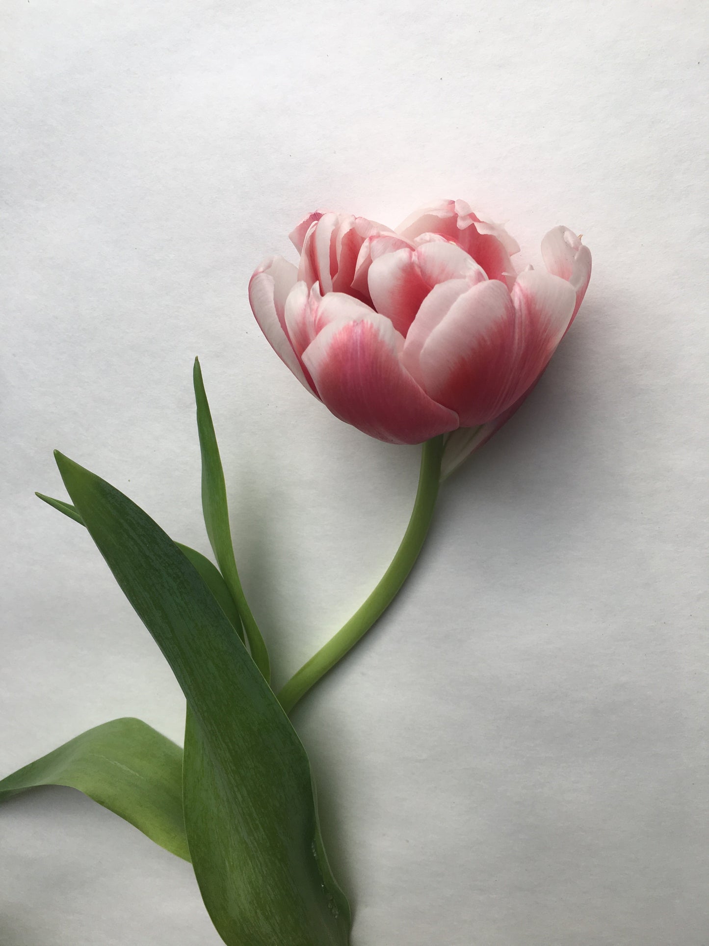 Make Your Own Tulip Bouquet