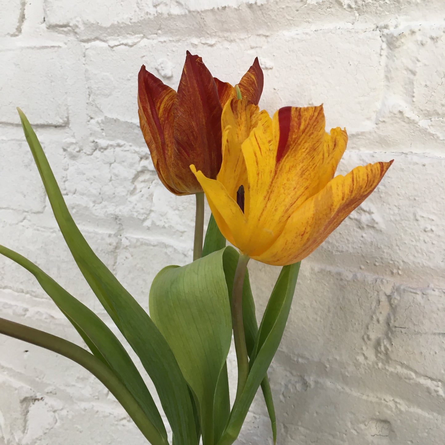 Make Your Own Tulip Bouquet