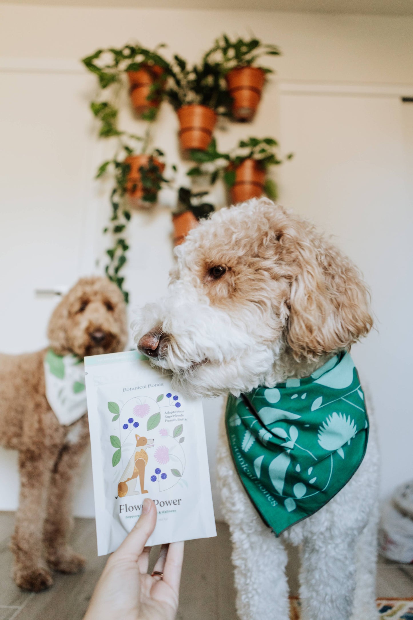 Flower Power Cookies - All Natural, Organic Dog Treats